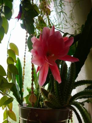 �������, �� ������