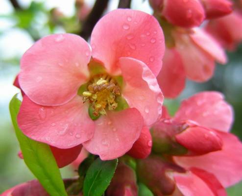 ����� �����