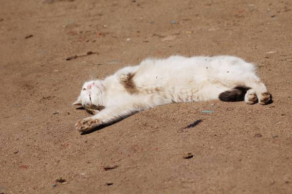 ������ ������.