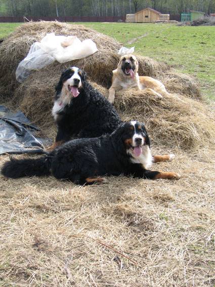 ������ �� ����