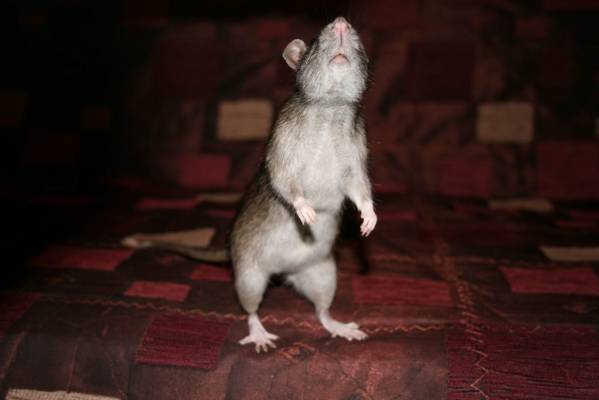 ��� ����