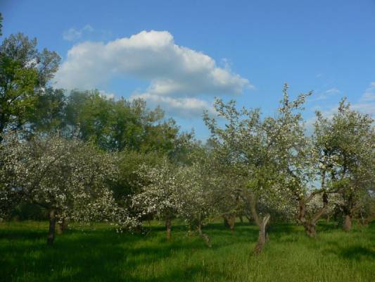 �������� ���