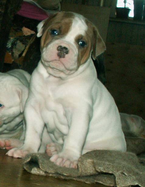 ������������ �������