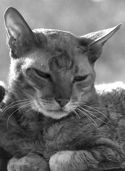 ������� �����