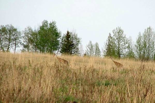 Sandhill Crane ()