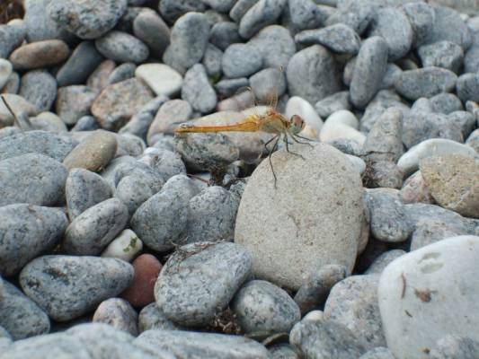 dragonfly