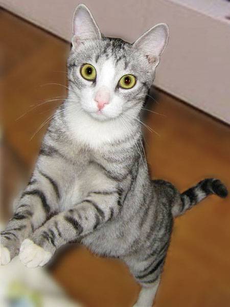 ���� ������