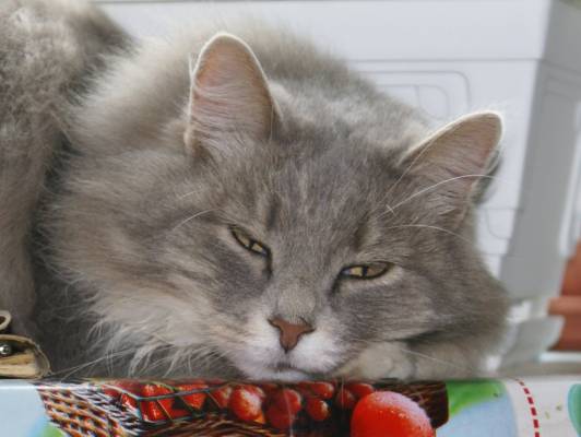 ������� �����