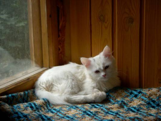 �������, � ���� ��� ������