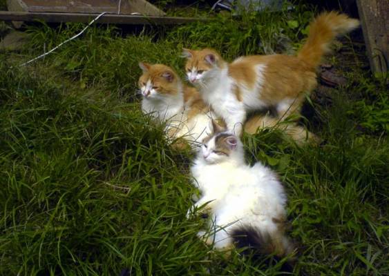 ������ ����� ��������� ������