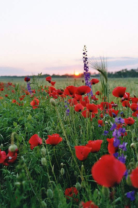 �������� ����