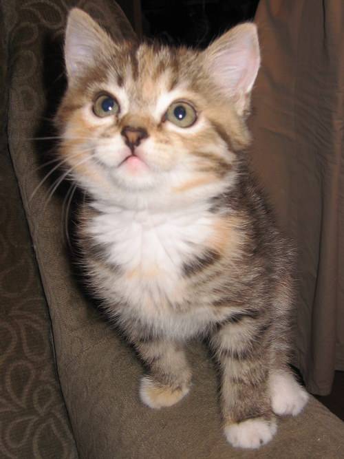 �-��. ���-�� �� �������� �� ��������� ������.