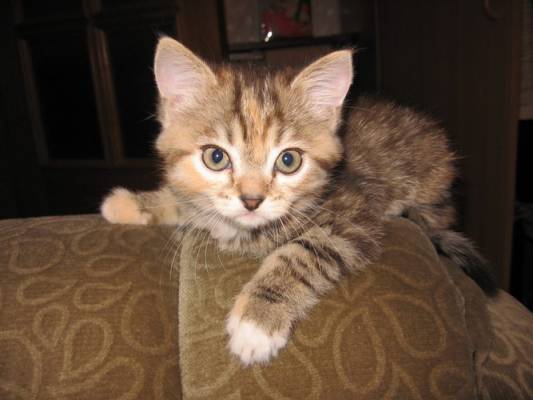 ��������, ������? ��������, �������?