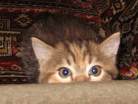 �� ���, �� ������, ��� ���� ��� ���?