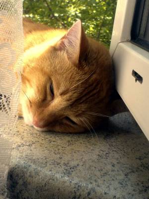 ��� ������