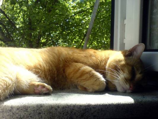 �������� ��������� ����� 