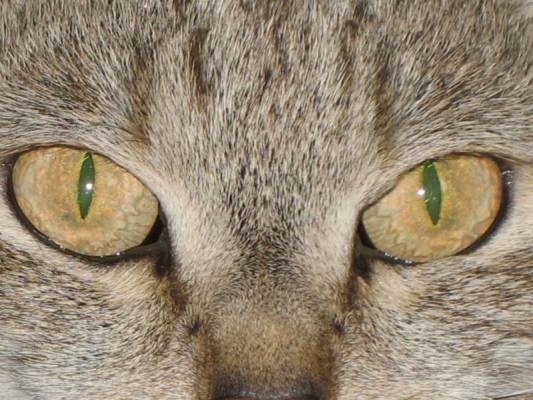 ������ � ���� �������