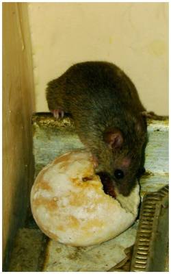 ����������� ���������� :-)