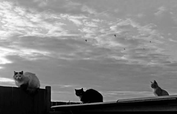 ���� �����