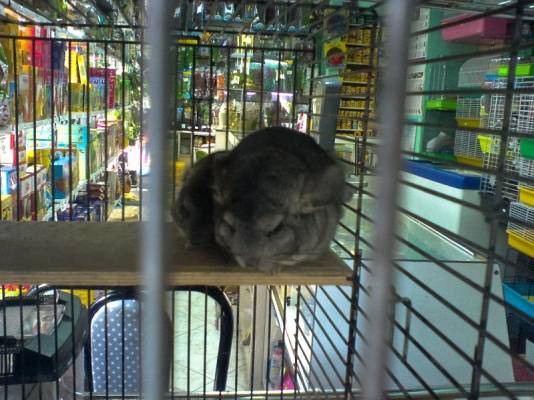 ������ ����� �������� ���� ����, ���� ����