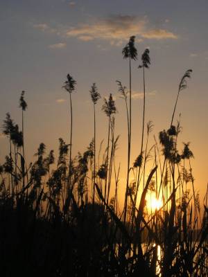 ������ � �������