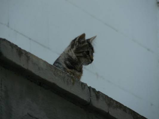 ��������� ��������