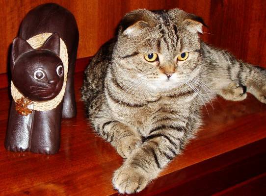 Мама котят взрослая
