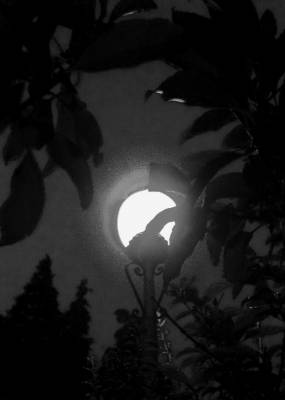 ������ ������