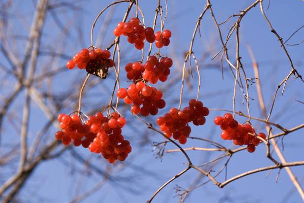 ������ �������