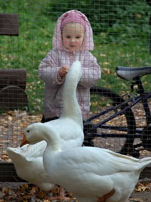 ��� ��������