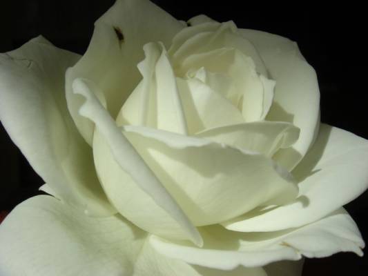 ׸���� � �����