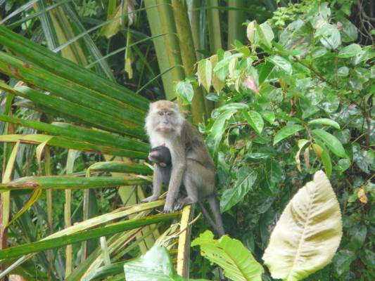 ������ �����������