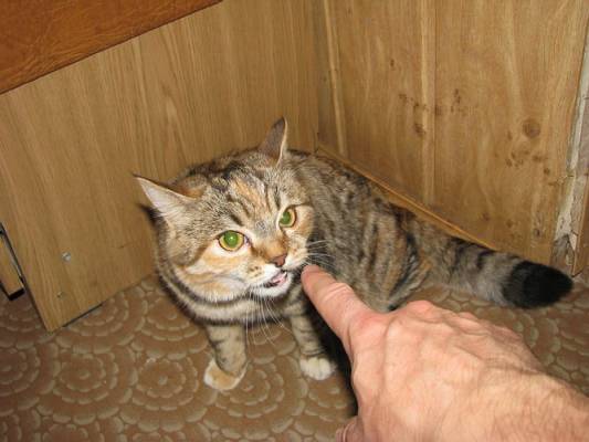 �����, ��������� � ����, ����� ������ ��������