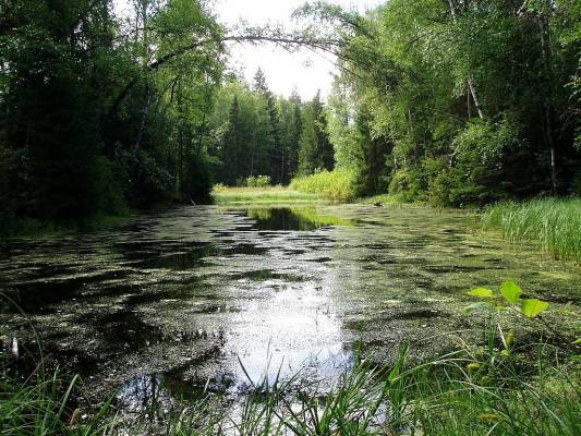 ������ �����