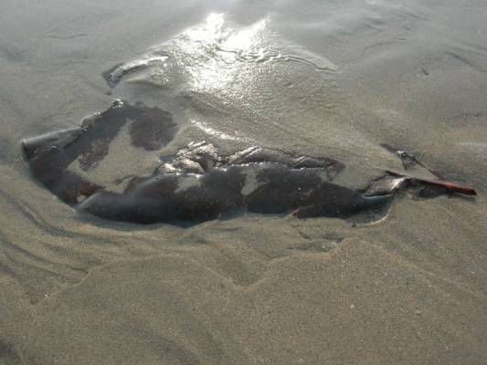 � ������