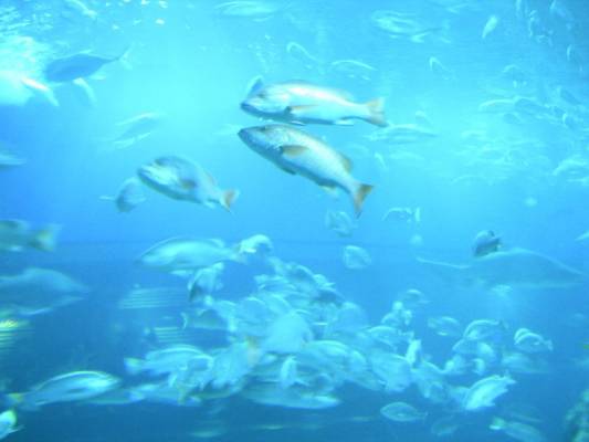 ������... ���������