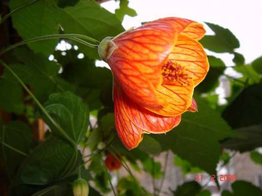 ABUTILON HYBRID