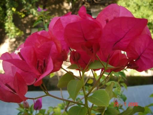 BOUGAINVILLEE RUBY ANA