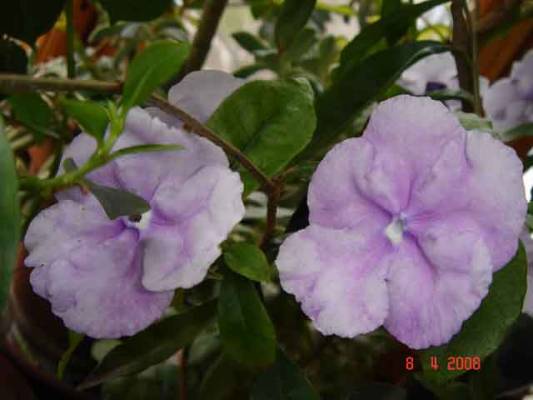 BRUNFELSIA CALYCINA
