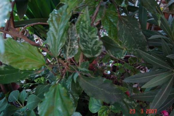 HIBISCUS VARIEGATA 