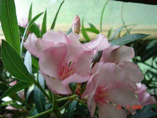 NERIUM OLEANDER