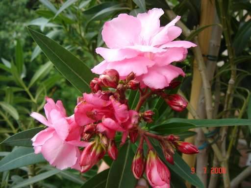 NERIUM OLEANDER 