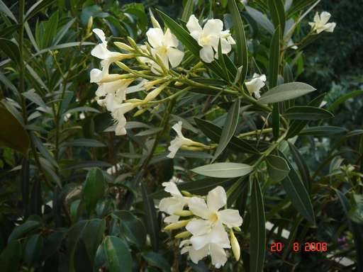 NERIUM OLEANDER 