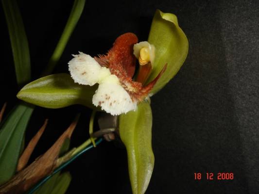 Coelogyne speciosa