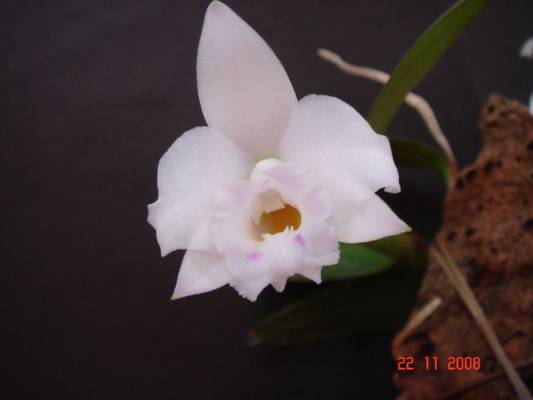 Laelia alaori