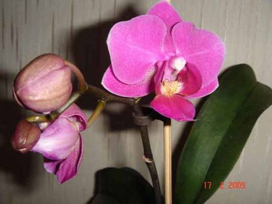 Phal San Marco*Sanderiana