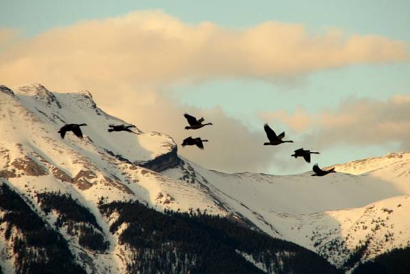 Canadian geeses