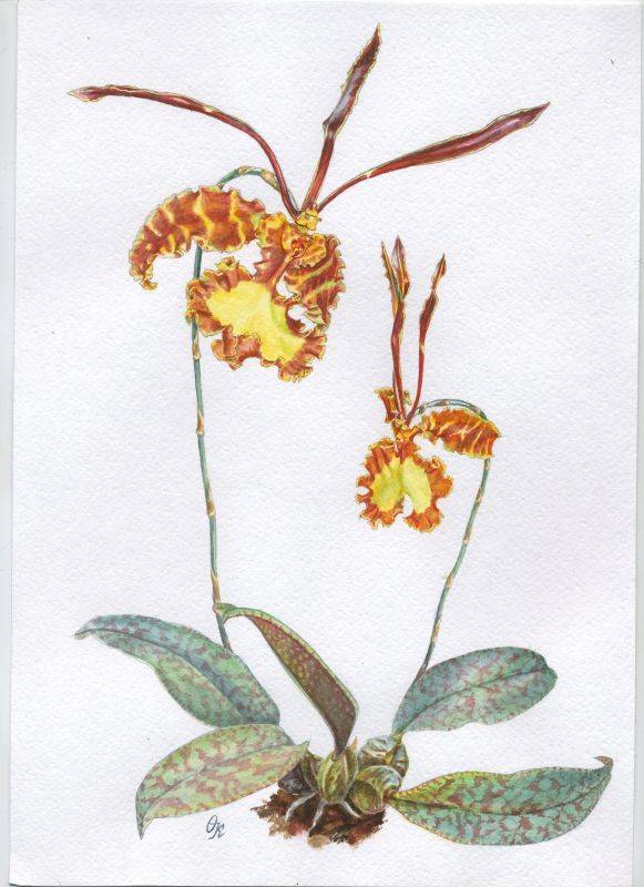 Psychopsis Kahili