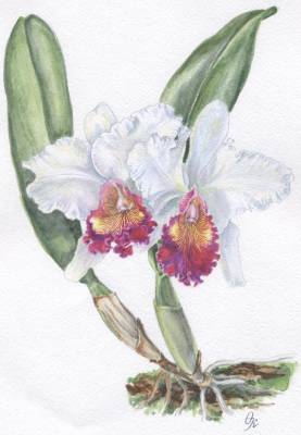 Cattleya hybr.