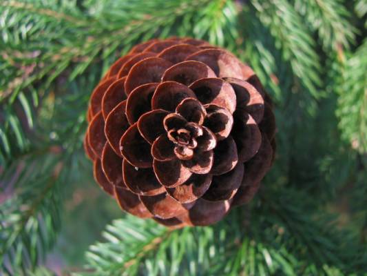 ������� ����